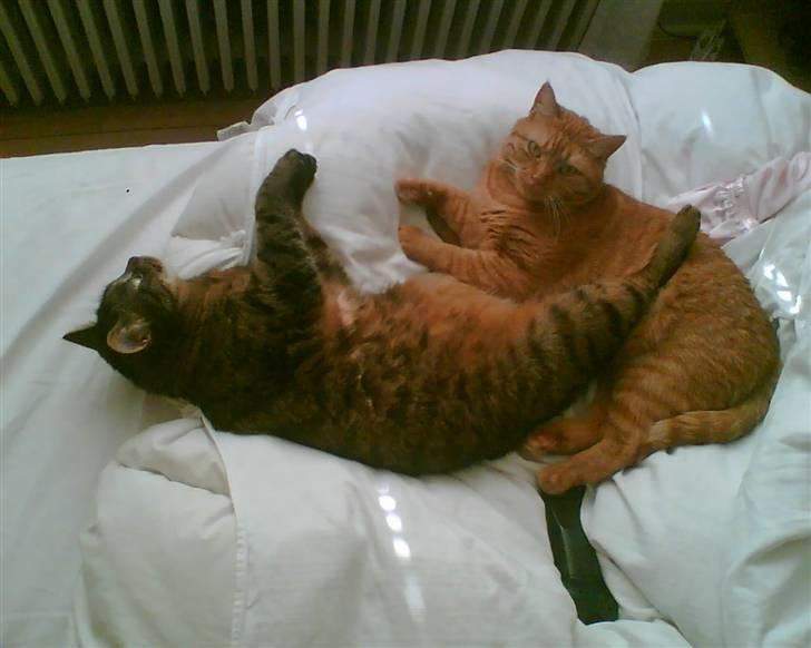 Huskat Sille billede 13