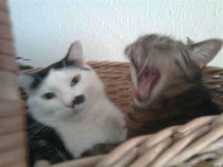 Huskat Sille billede 14