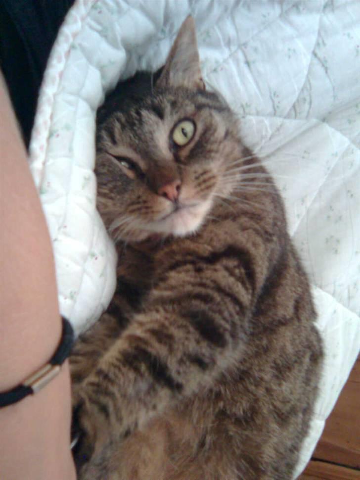 Huskat Sille billede 15