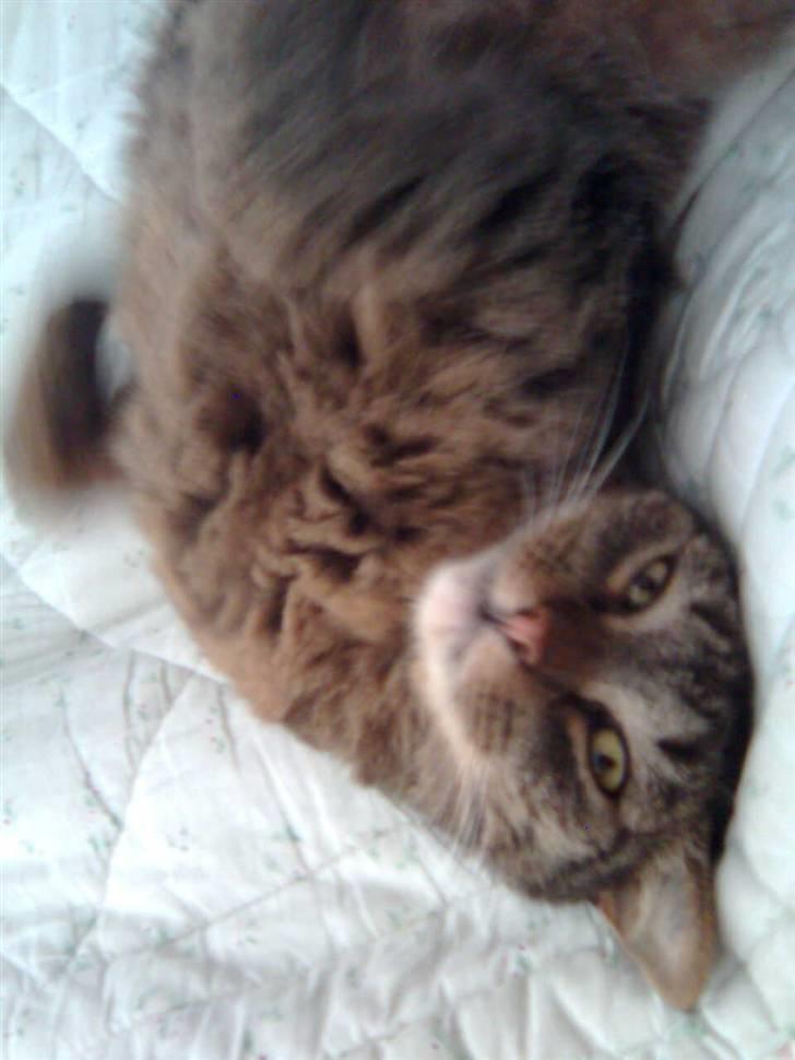 Huskat Sille billede 16