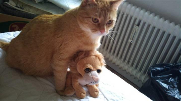 Huskat Garfield billede 1