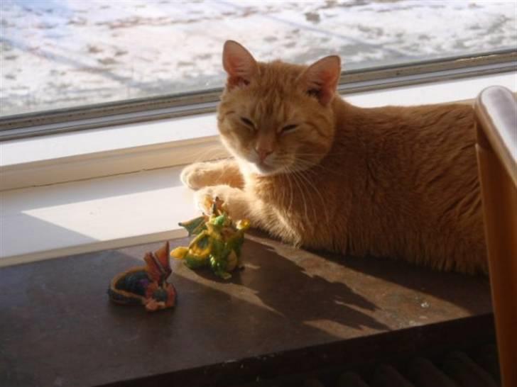 Huskat Garfield billede 2