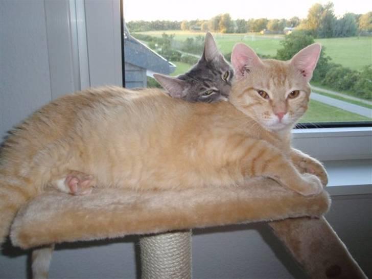 Huskat Garfield billede 3