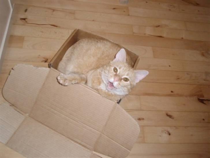 Huskat Garfield billede 4