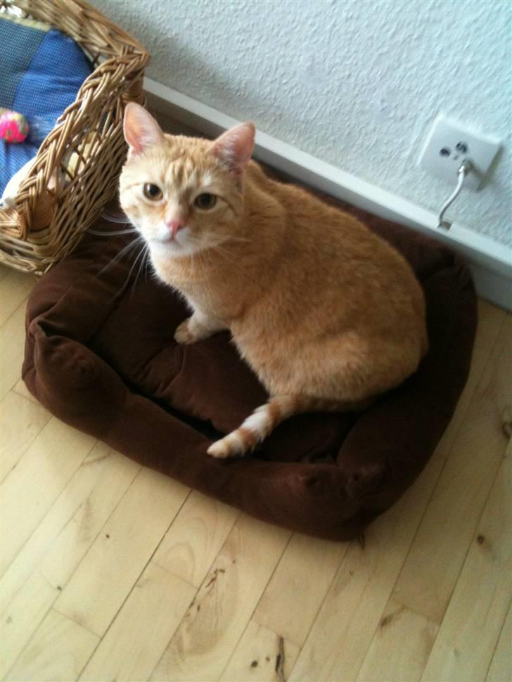 Huskat Garfield billede 5