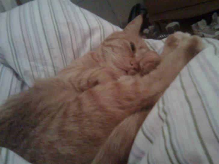 Huskat Lillefisen billede 1