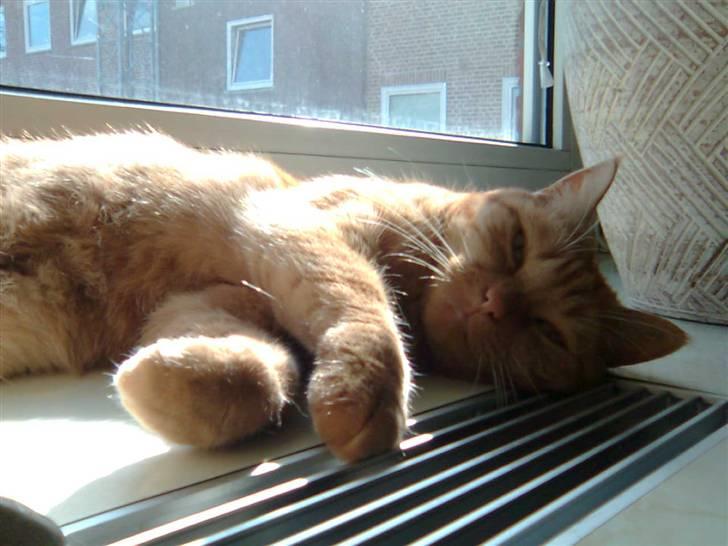 Huskat Lillefisen billede 2