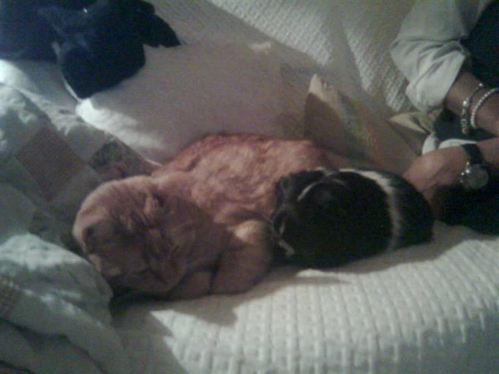 Huskat Lillefisen billede 4