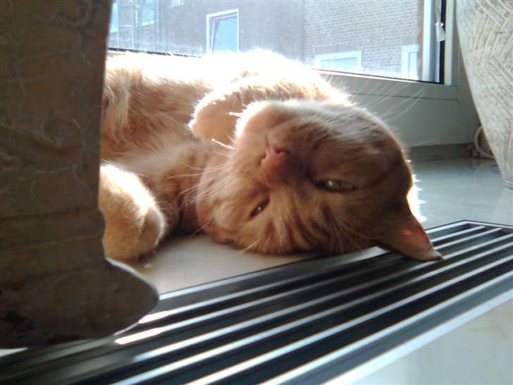 Huskat Lillefisen billede 5