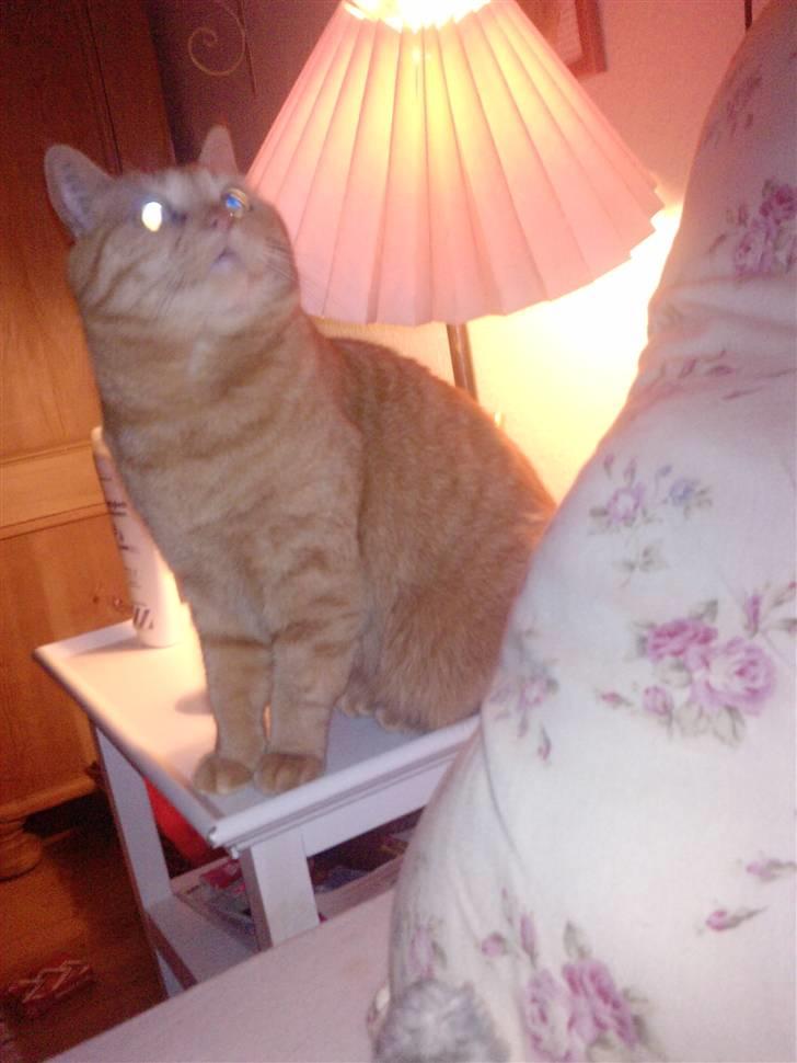 Huskat Lillefisen billede 6