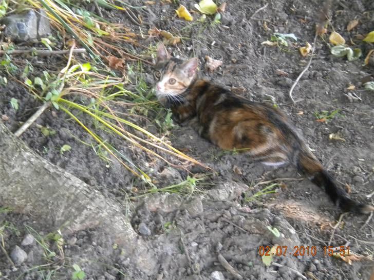 Huskat Tingemis(R.I.P) - Nyt  billede 14