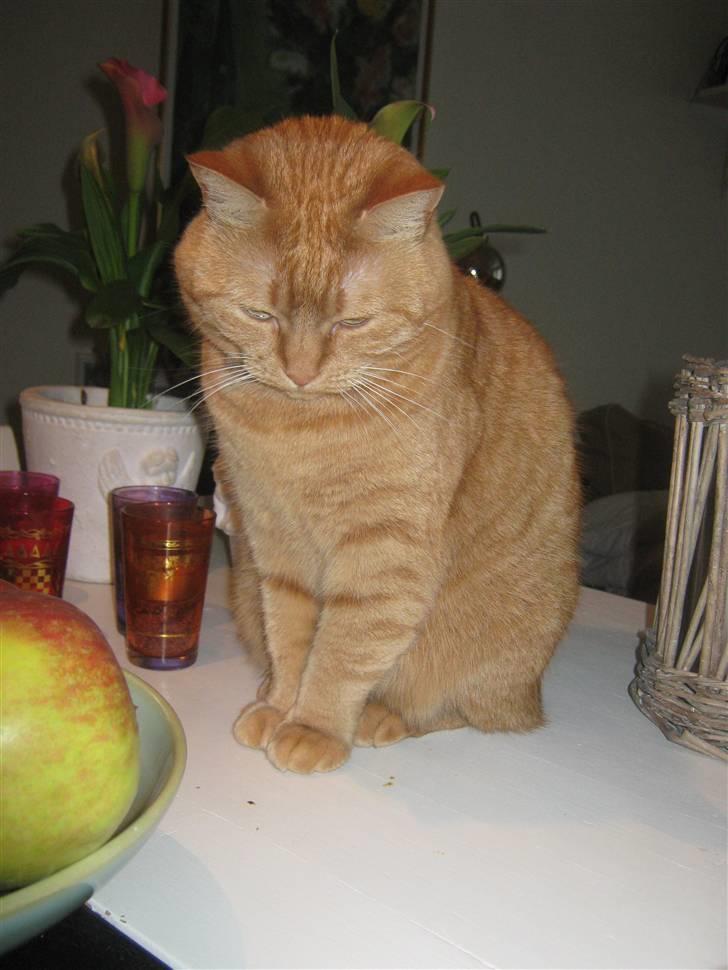 Huskat Lillefisen billede 7