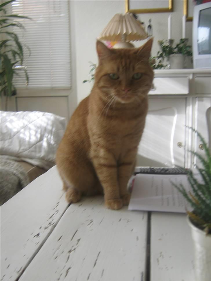 Huskat Lillefisen billede 8