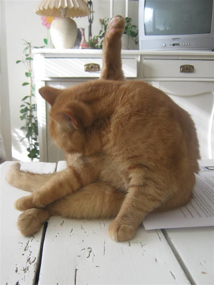 Huskat Lillefisen billede 9