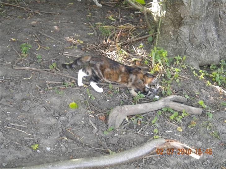 Huskat Tingemis(R.I.P) - ud for første gang billede 15