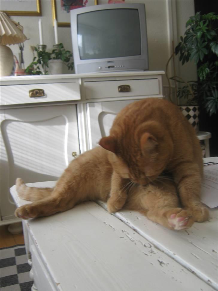 Huskat Lillefisen billede 10