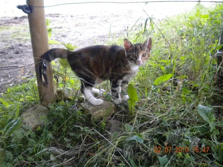 Huskat Tingemis(R.I.P) - nyt ud for første gang billede 16