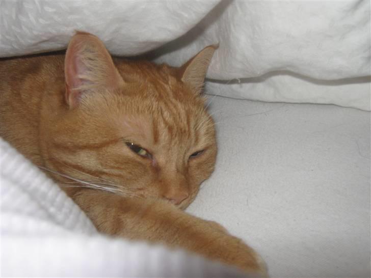 Huskat Lillefisen billede 11