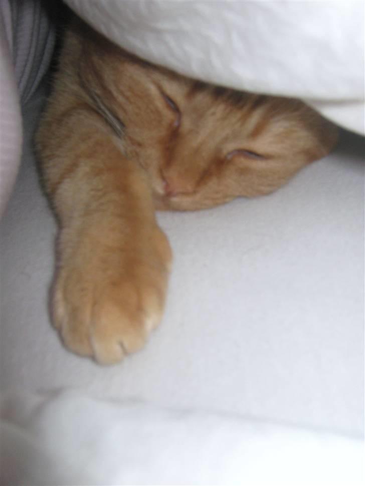 Huskat Lillefisen billede 12