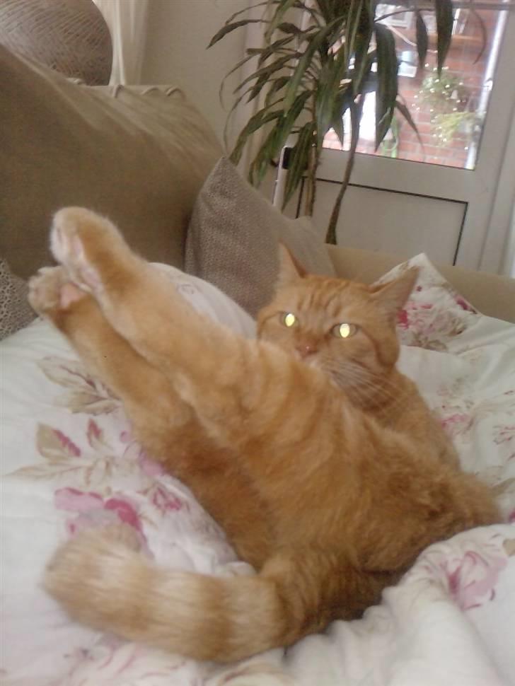 Huskat Lillefisen billede 13