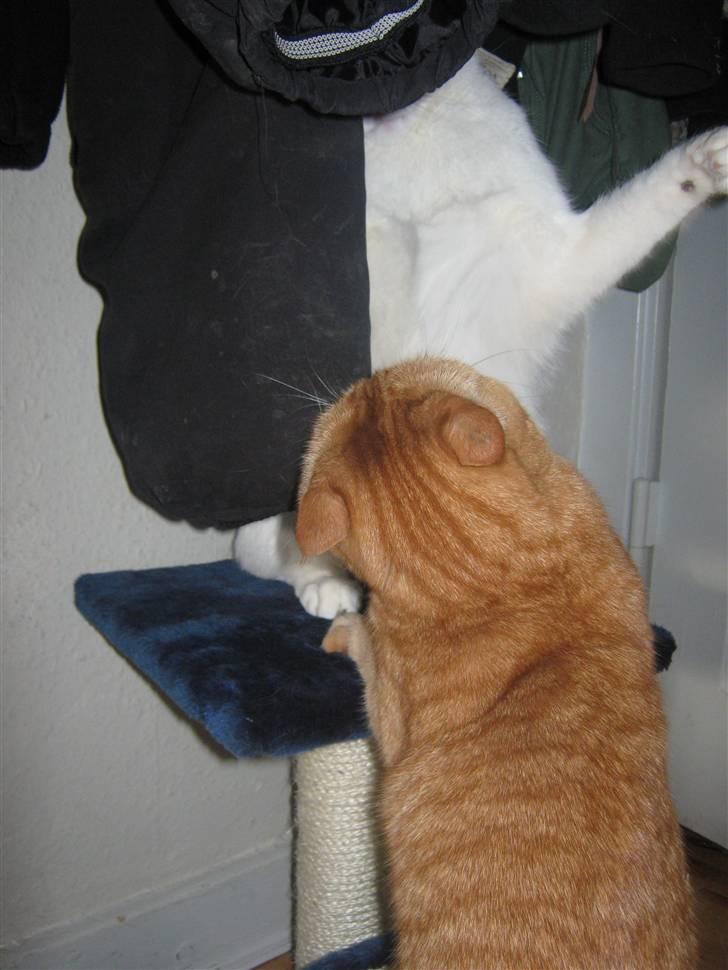 Huskat Lillefisen billede 14