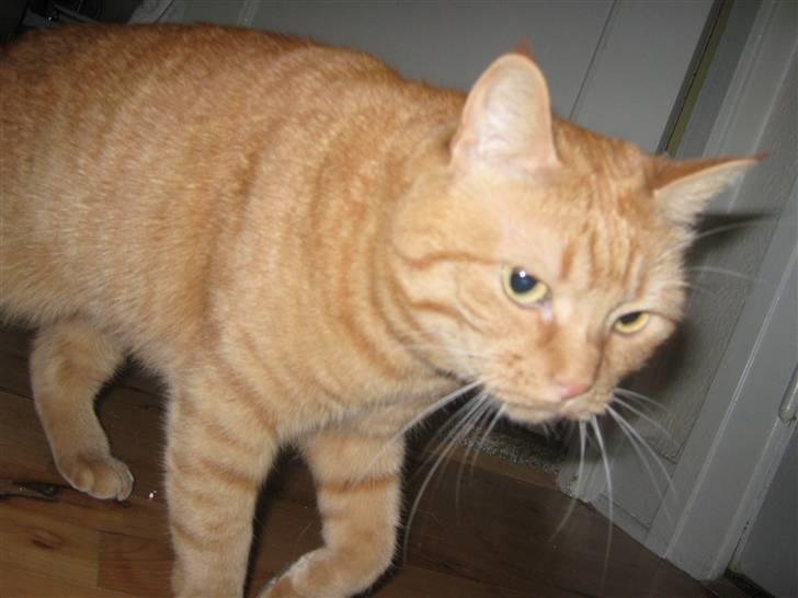 Huskat Lillefisen billede 15