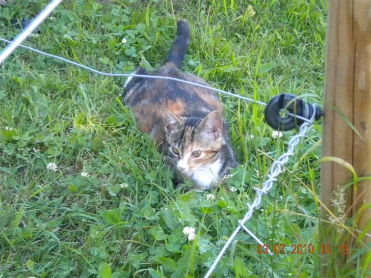 Huskat Tingemis(R.I.P) - Nyt  billede 18