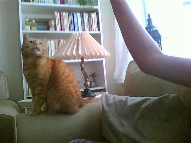 Huskat Lillefisen billede 16