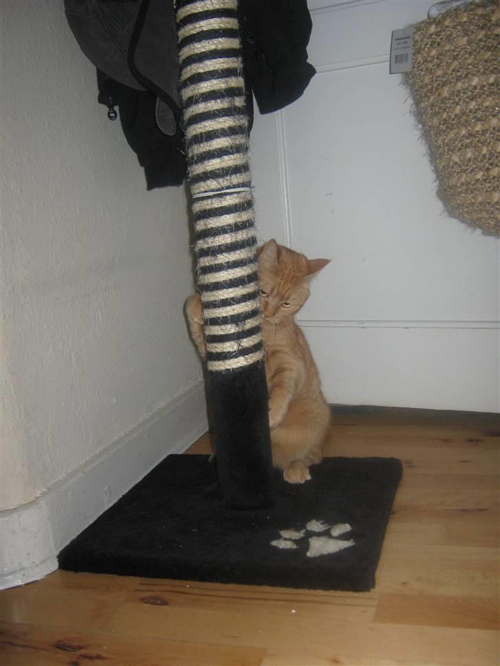 Huskat Lillefisen billede 18