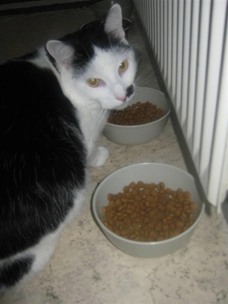 Huskat Oskar billede 1