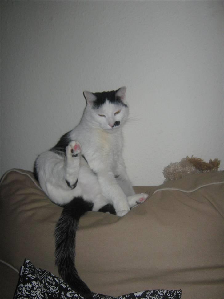 Huskat Oskar billede 3