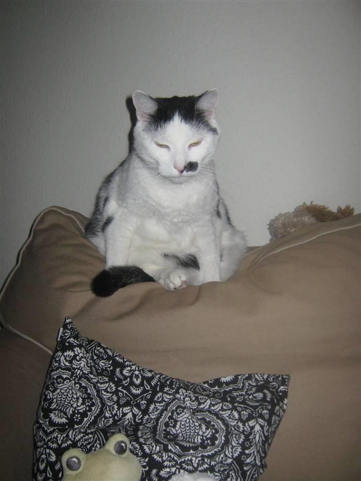 Huskat Oskar billede 4