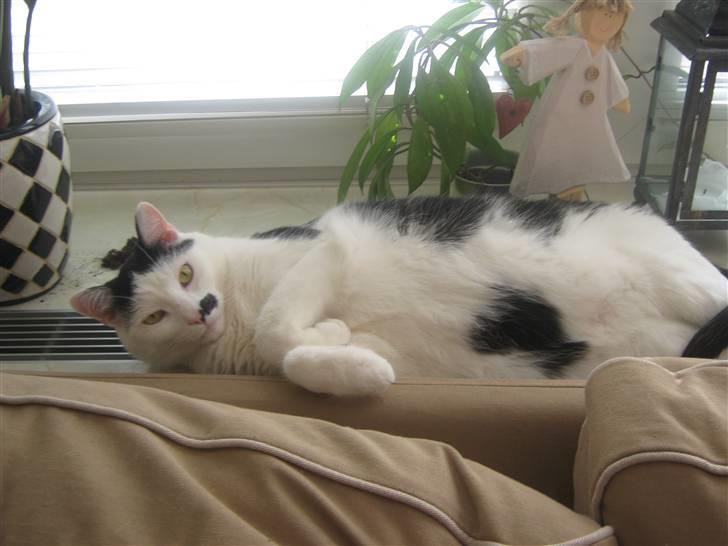 Huskat Oskar billede 5