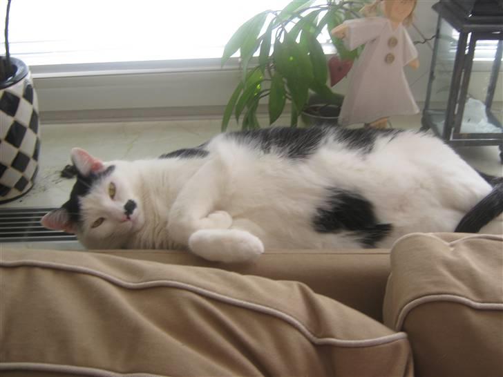 Huskat Oskar billede 6