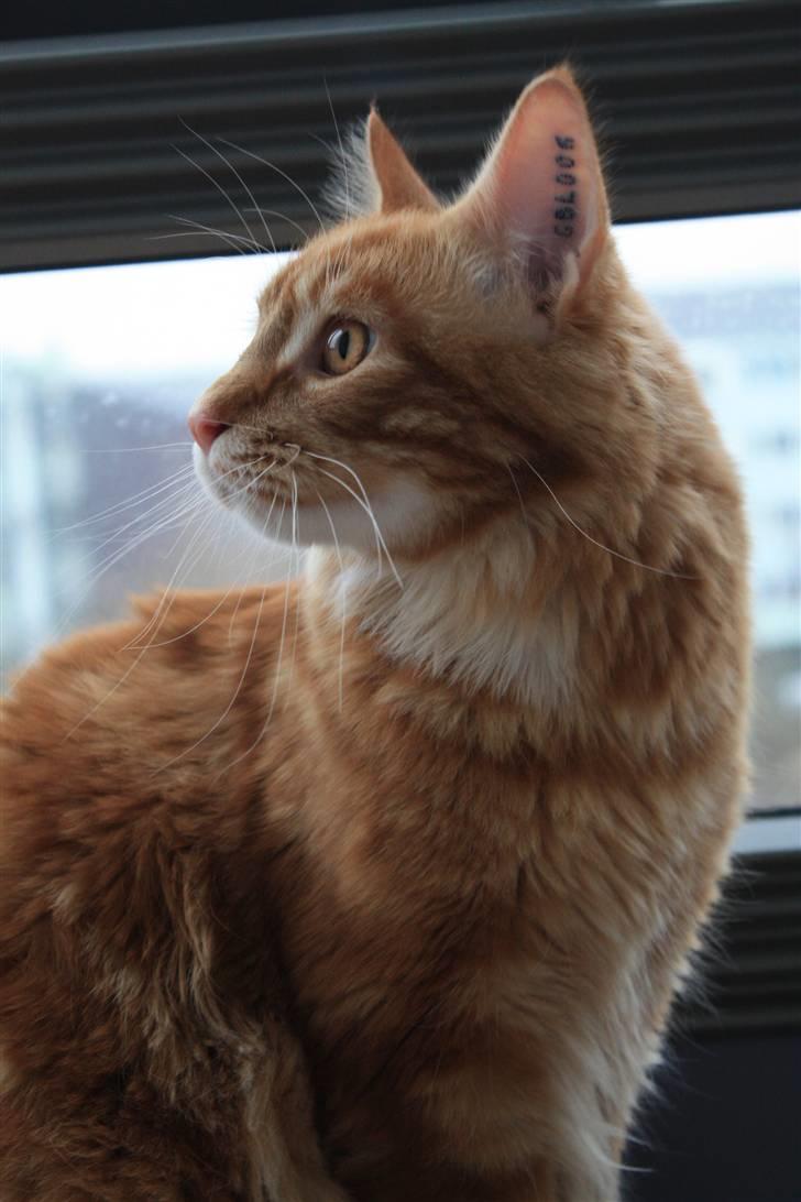 Maine Coon Sifu. SOLGT - 2/3-11 - Sifu i profil. billede 1