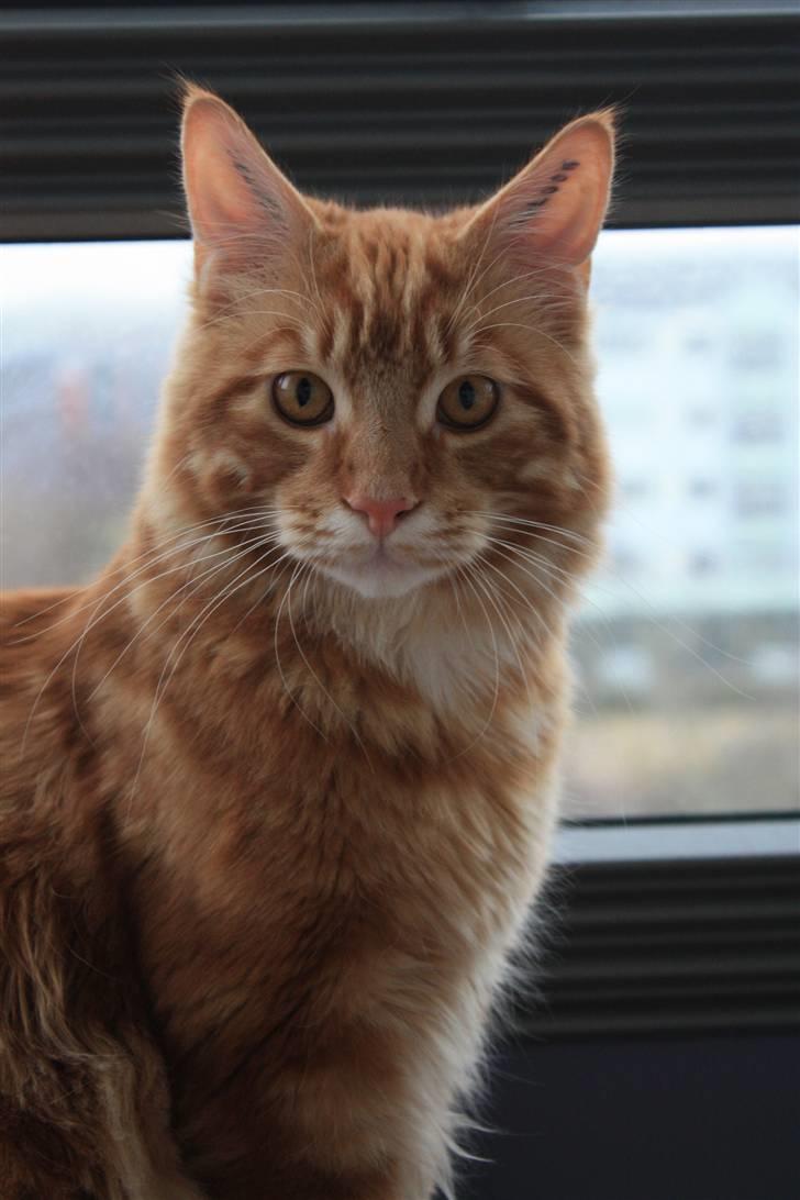 Maine Coon Sifu. SOLGT - 2/3-11 - Master Sifu billede 2