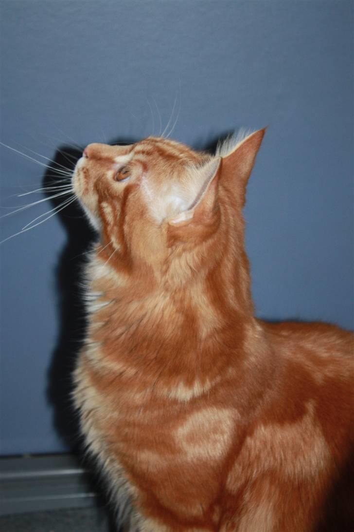 Maine Coon Sifu. SOLGT - 2/3-11 - Har fået øje på en fugl. billede 3