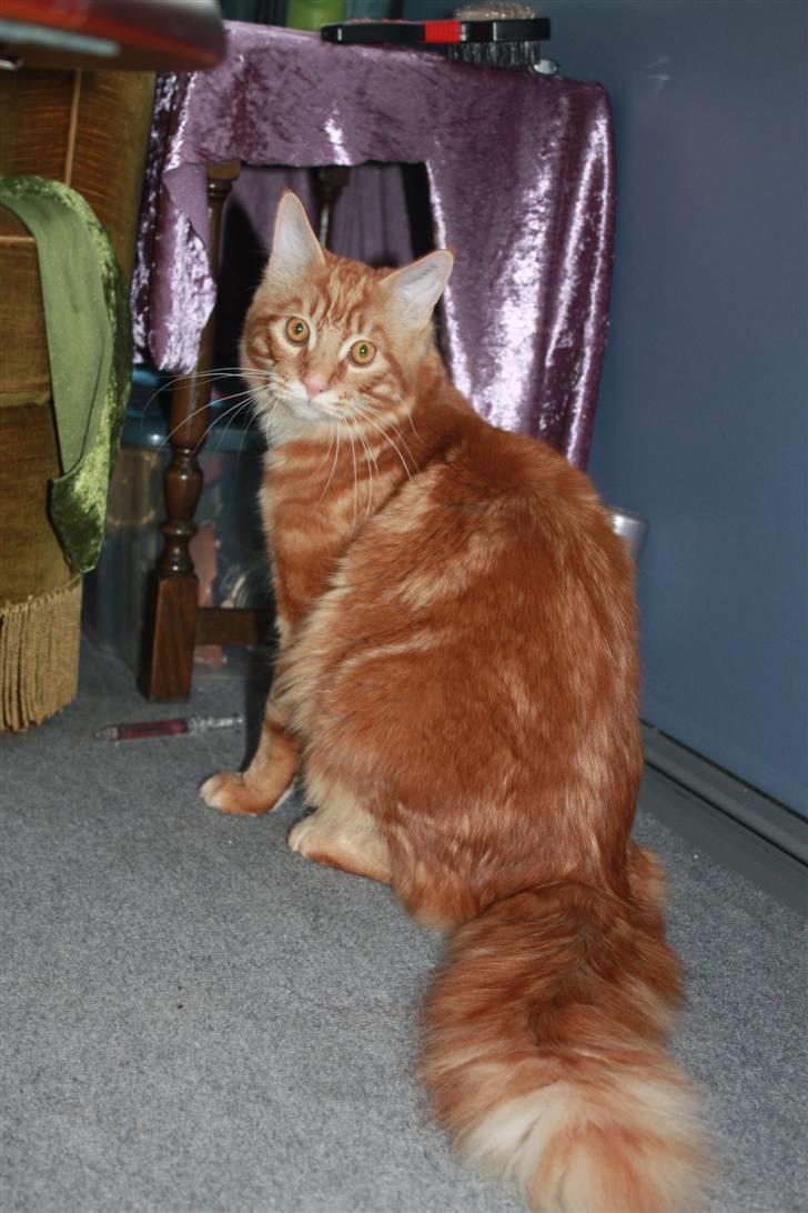 Maine Coon Sifu. SOLGT - 2/3-11 - Vores fine misser. billede 4