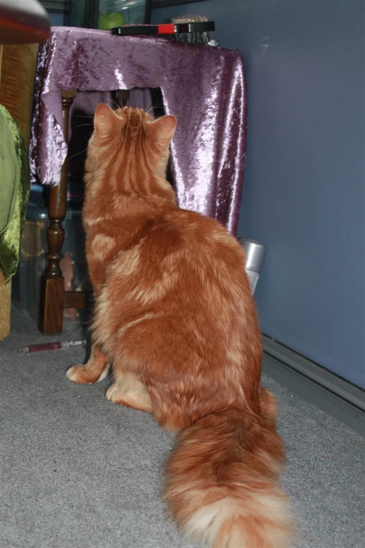 Maine Coon Sifu. SOLGT - 2/3-11 - Simpelthen den flotteste aftegning. billede 5