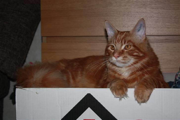 Maine Coon Sifu. SOLGT - 2/3-11 - King of papkasse. billede 6