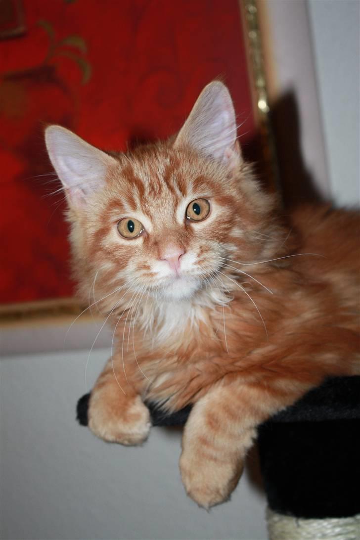 Maine Coon Sifu. SOLGT - 29/10-10 billede 7