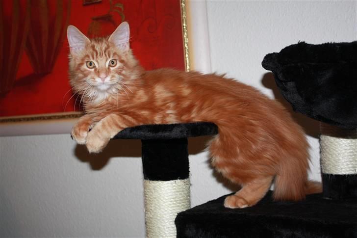 Maine Coon Sifu. SOLGT - 29/10-10 - Så bliver det ikke mere afslappende billede 8