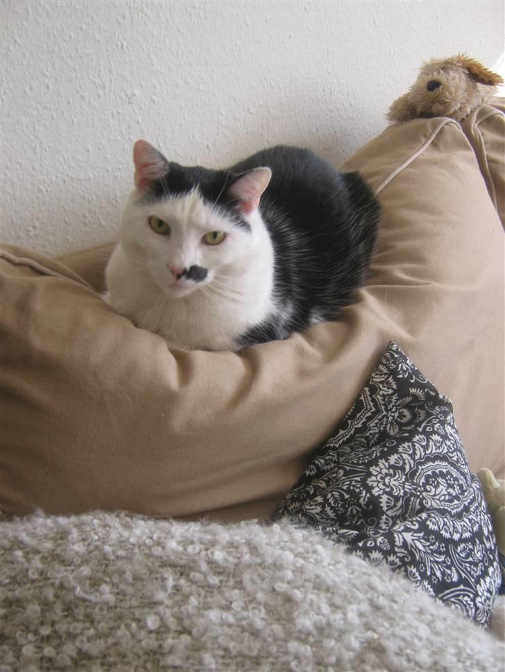 Huskat Oskar billede 7