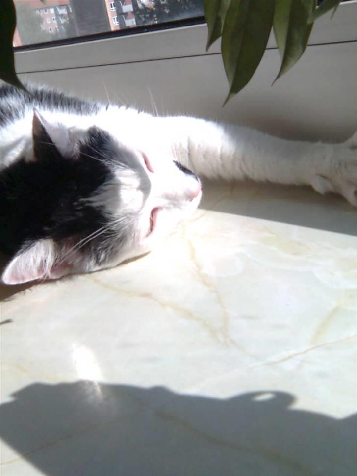 Huskat Oskar billede 8