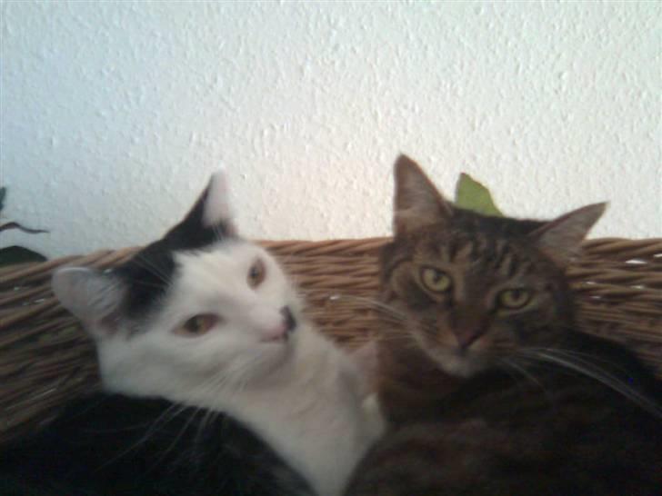 Huskat Oskar billede 9