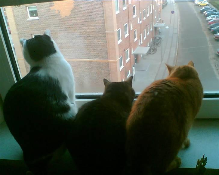 Huskat Oskar billede 10