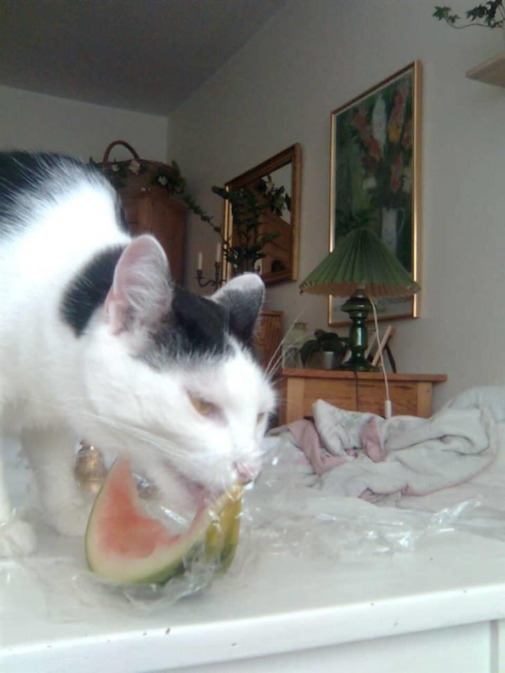 Huskat Oskar billede 11