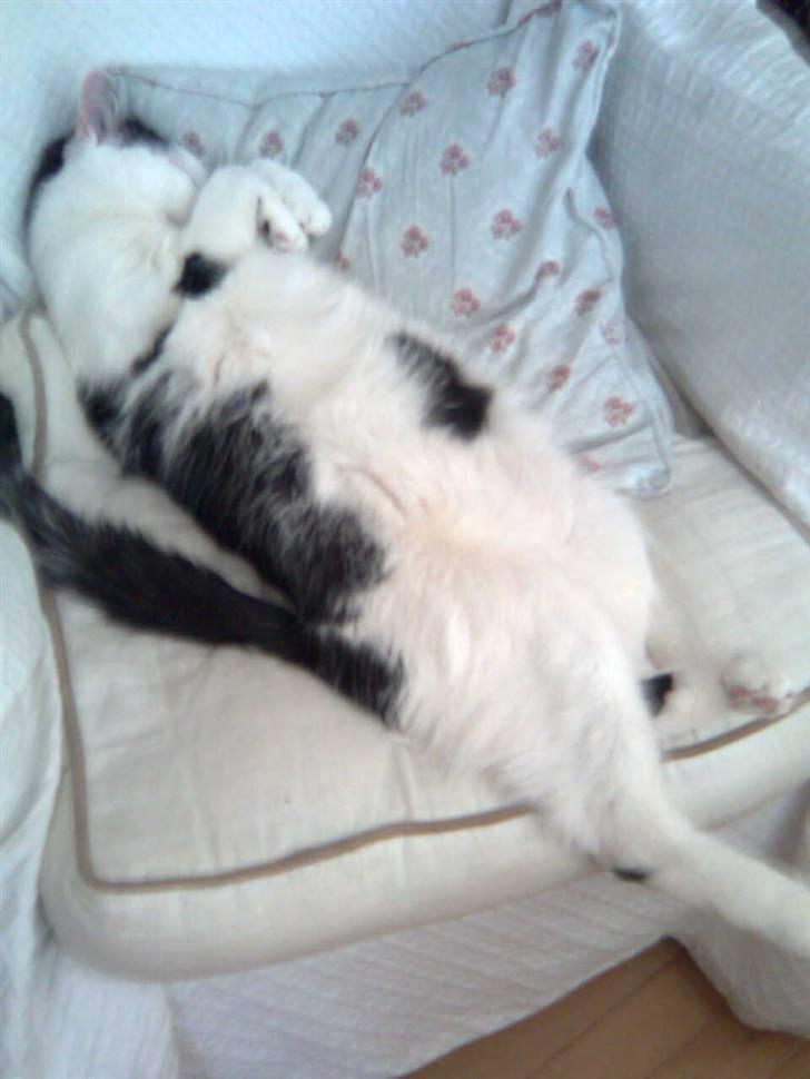 Huskat Oskar billede 12