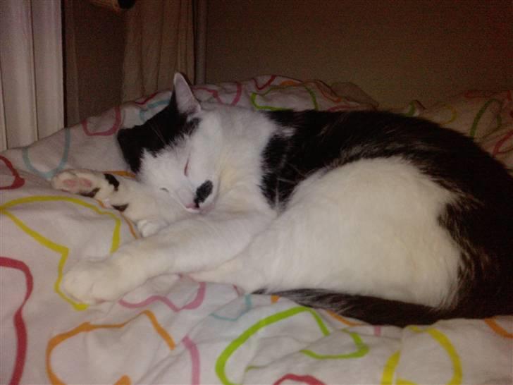 Huskat Oskar billede 13