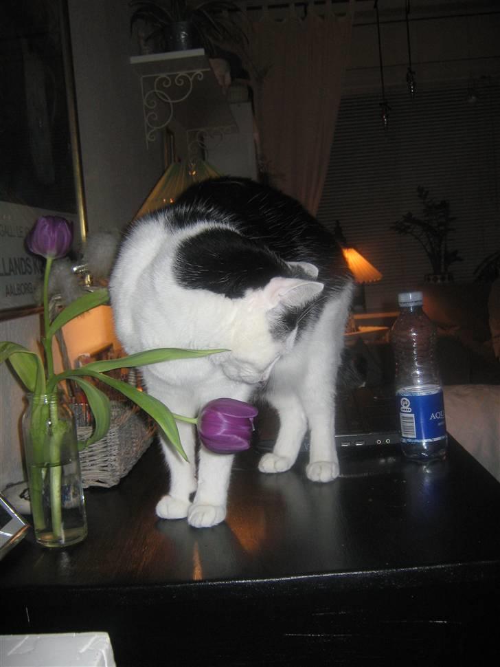 Huskat Oskar billede 14